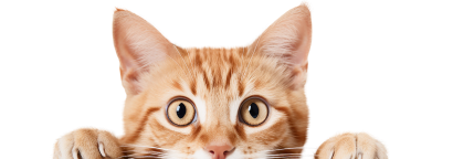Cat Bottom